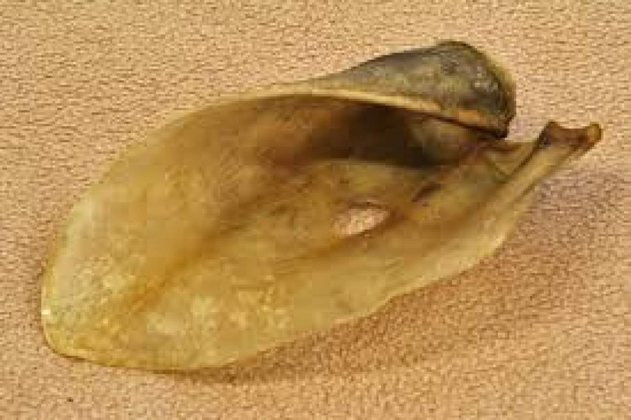 Rinderohren